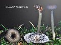 Entoloma serrulatum-amf757
